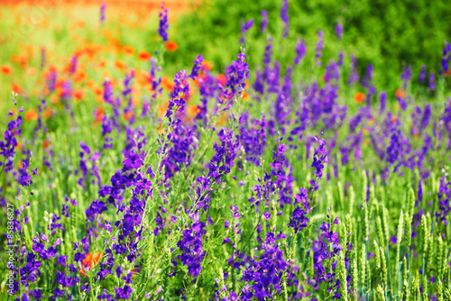 Landscape Spring field of purple flowers