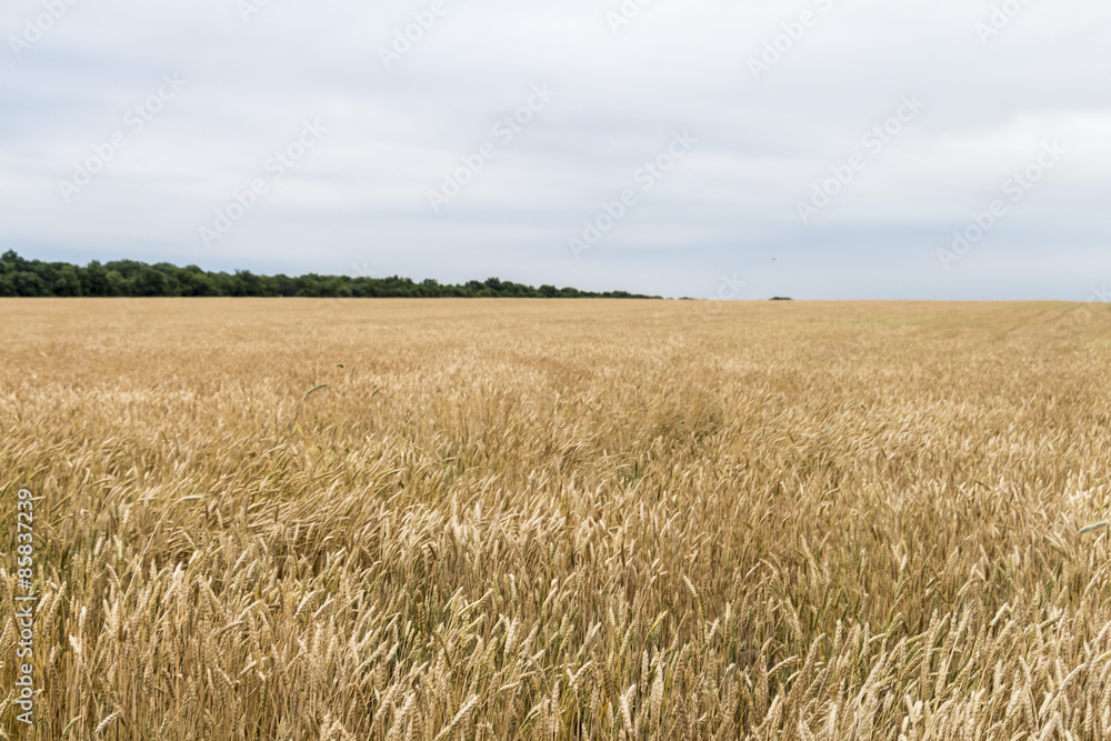 Wheat corn harvets in Ukraine