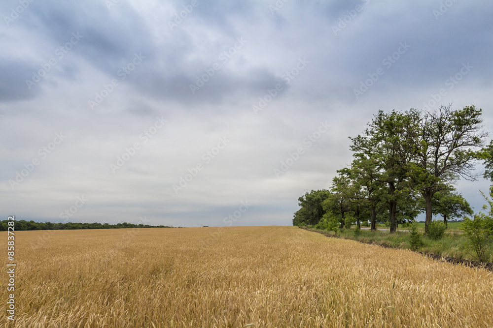 Fototapeta premium Wheat corn harvets in Ukraine