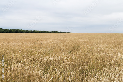 Wheat corn harvets in Ukraine