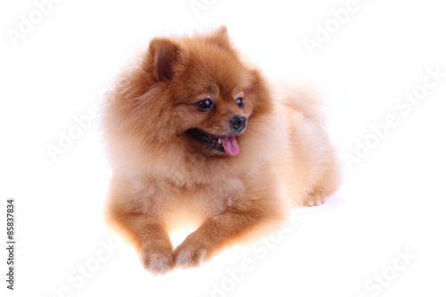 pomeranian dog cute pets isolated on white background