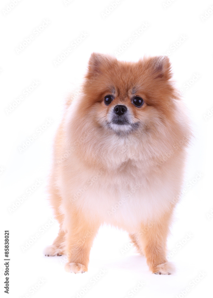 pomeranian dog cute pets isolated on white background pomeranian dog cute pets isolated on white background
