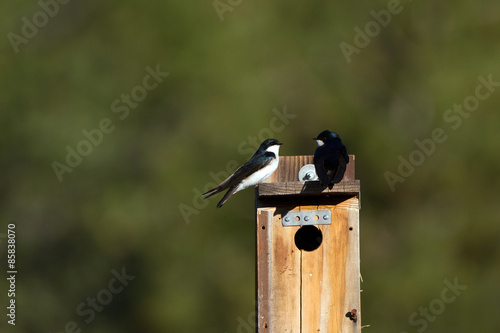 Two tree Swallows at a nest box in the Rocky Mountains of Colorado