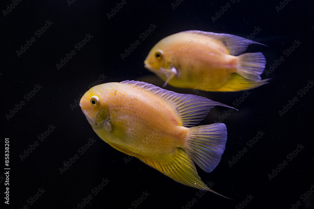 Fototapeta premium colorful tropical fish in aquarium