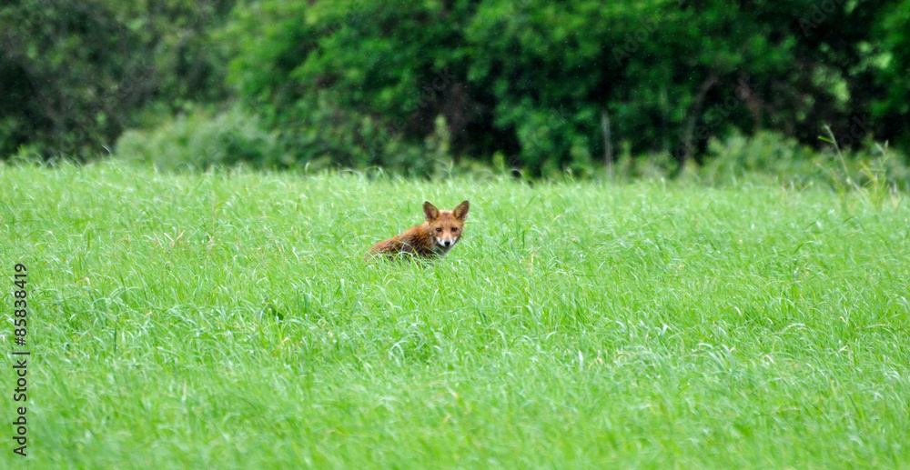 Un renard chasse dans un champ d'herbes