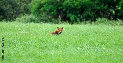 Un renard chasse dans un champ d'herbes © aquaphoto