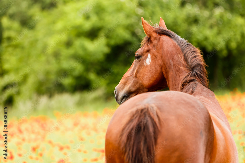 Obraz premium Stute im Blumenfeld