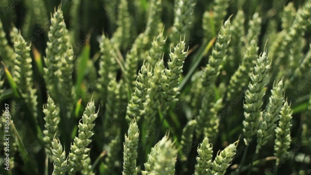 wheat field on a summer day