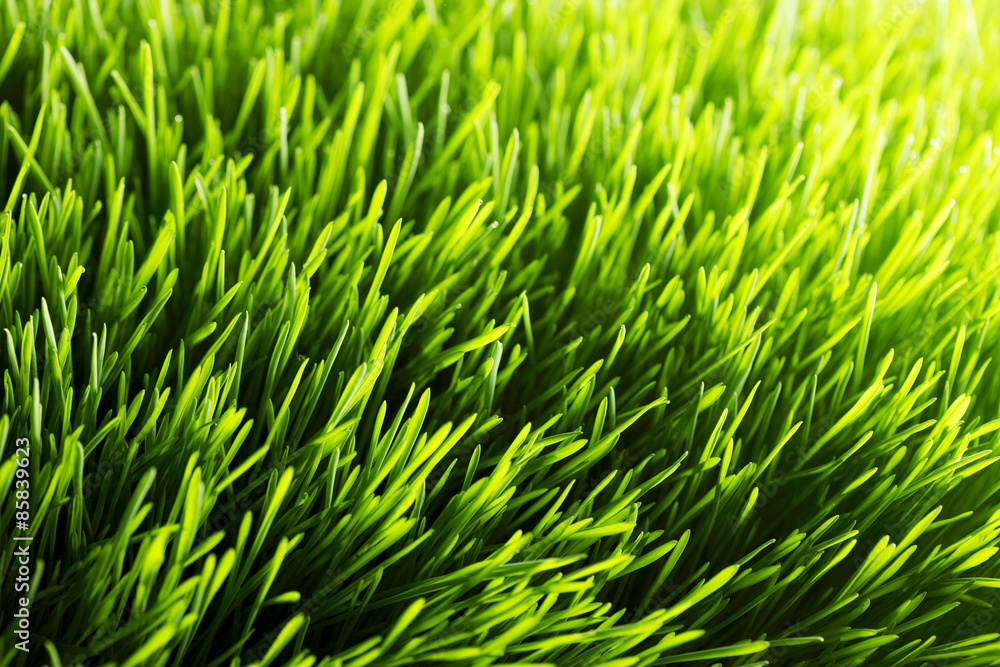 Fresh green grass Fresh green grass