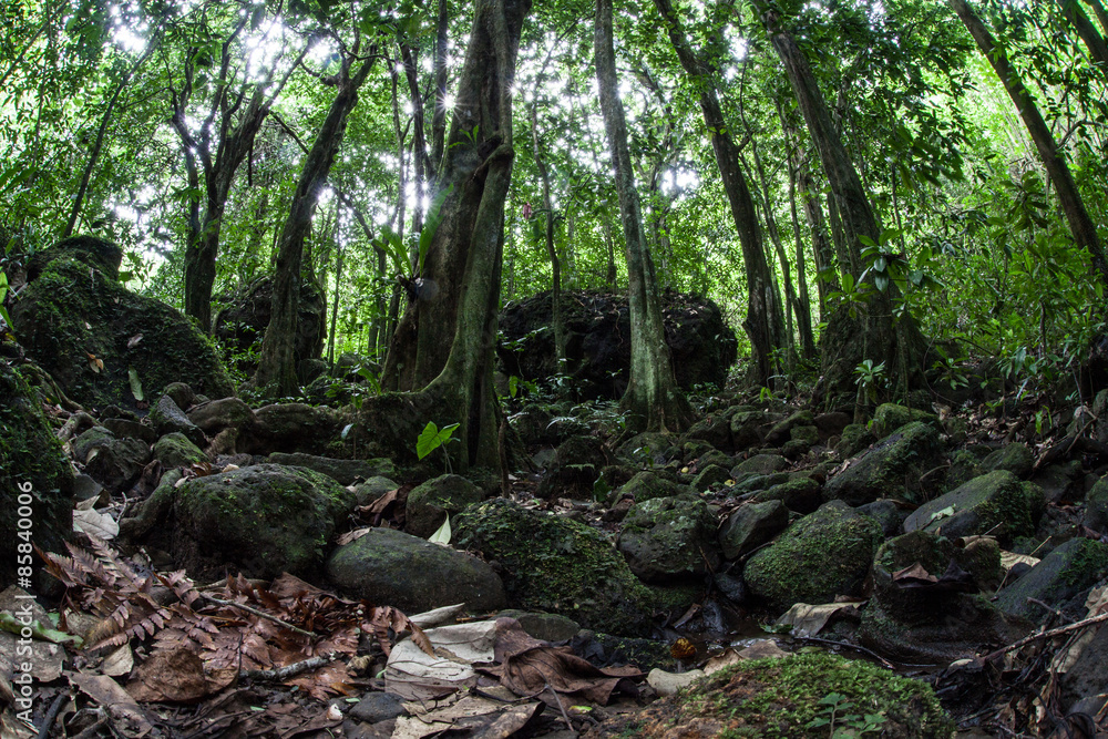 Tropical Rainforest Tropical Rainforest