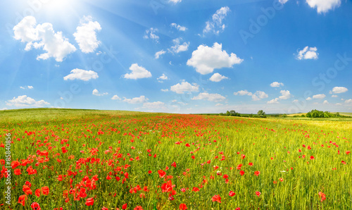 Poppies in summer countryside