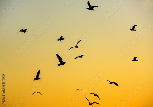 birds flying in a seagull in the night sky