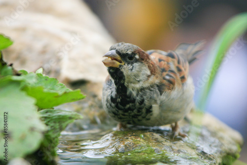 kleiner Sperling trinkt an einer Wasserpfütze photo