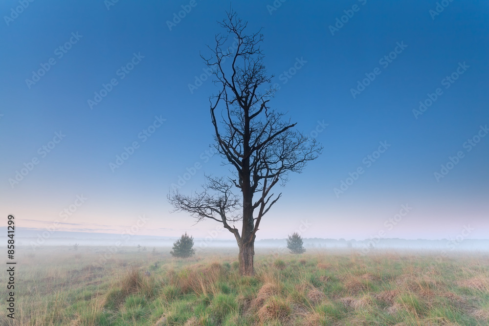 tree om misty morning meadow