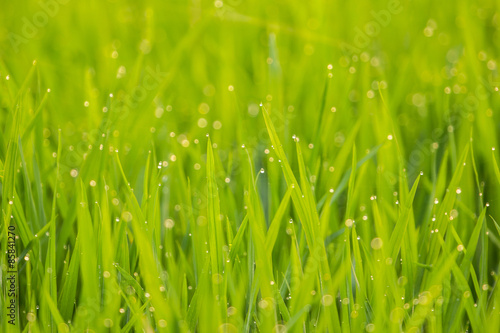 Dew on the green of the rice.