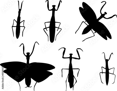 mantis collection - vector