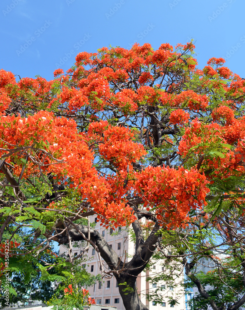 Havana, Cuba: Royal Poinciana Tree (Flamboyán) Havana, Cuba: Royal Poinciana Tree (Flamboyán)