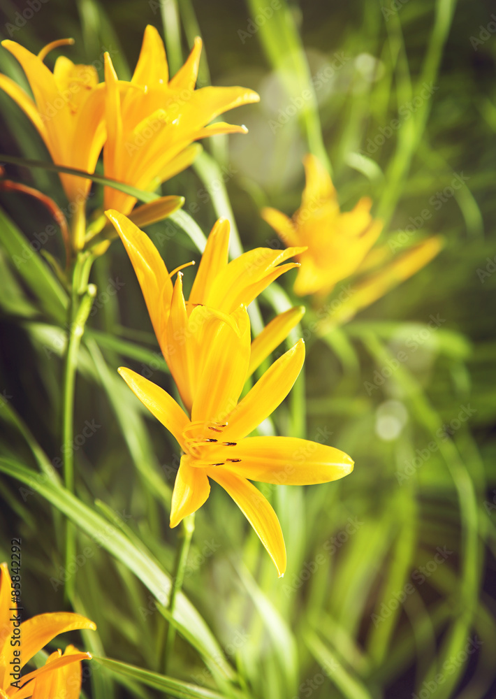 Obraz premium Yellow lily. Toned image