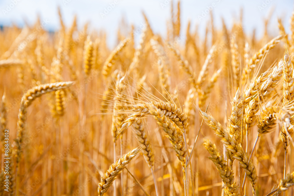 Fototapeta premium wheat field