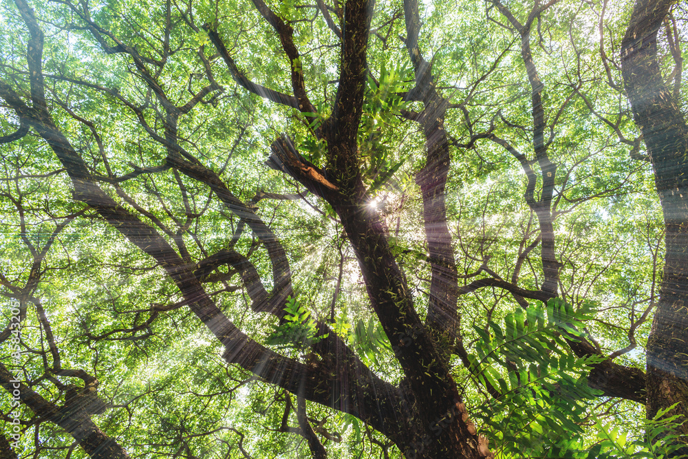 Fototapeta premium The Rain Tree