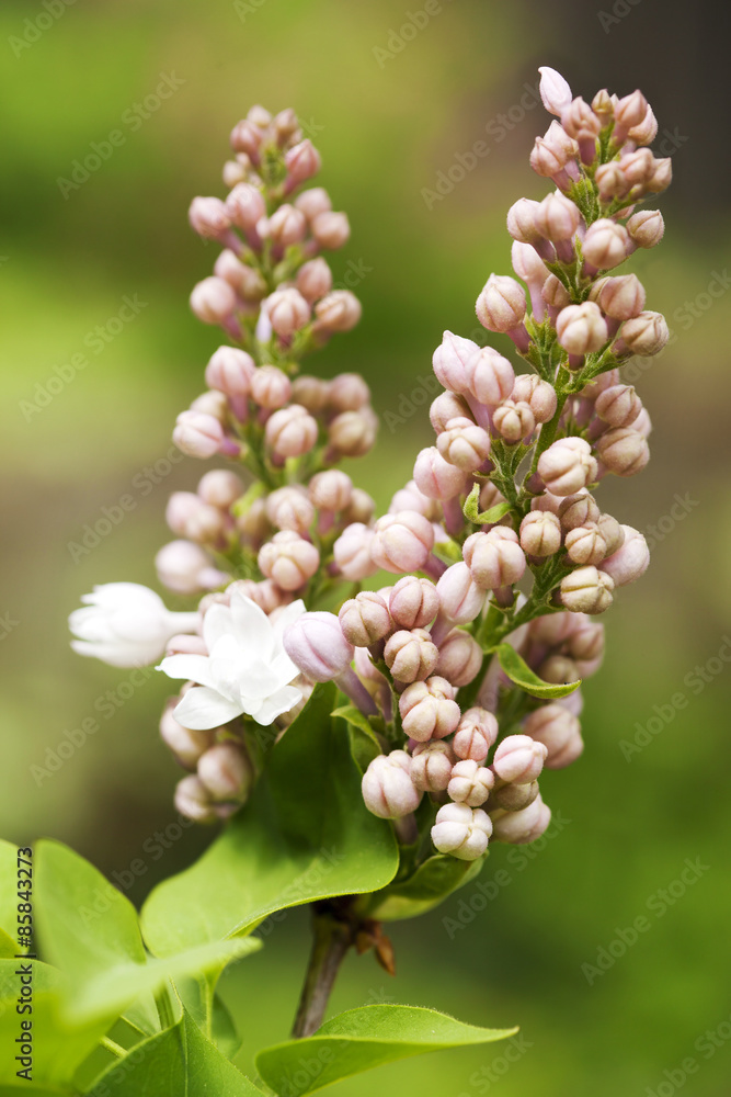 Blooming lilac branch. Selective focus. Shallow depth of field Blooming lilac branch. Selective focus. Shallow depth of field
