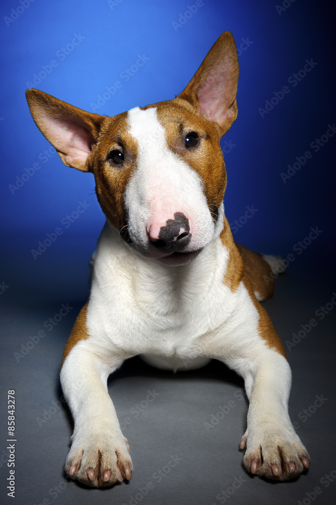 Bull terrier, funny portrait of lying breed dog on blue grey background, studio shoot 