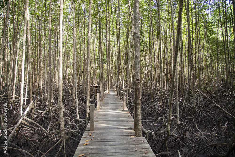 Fototapeta premium Mangrove Forrest