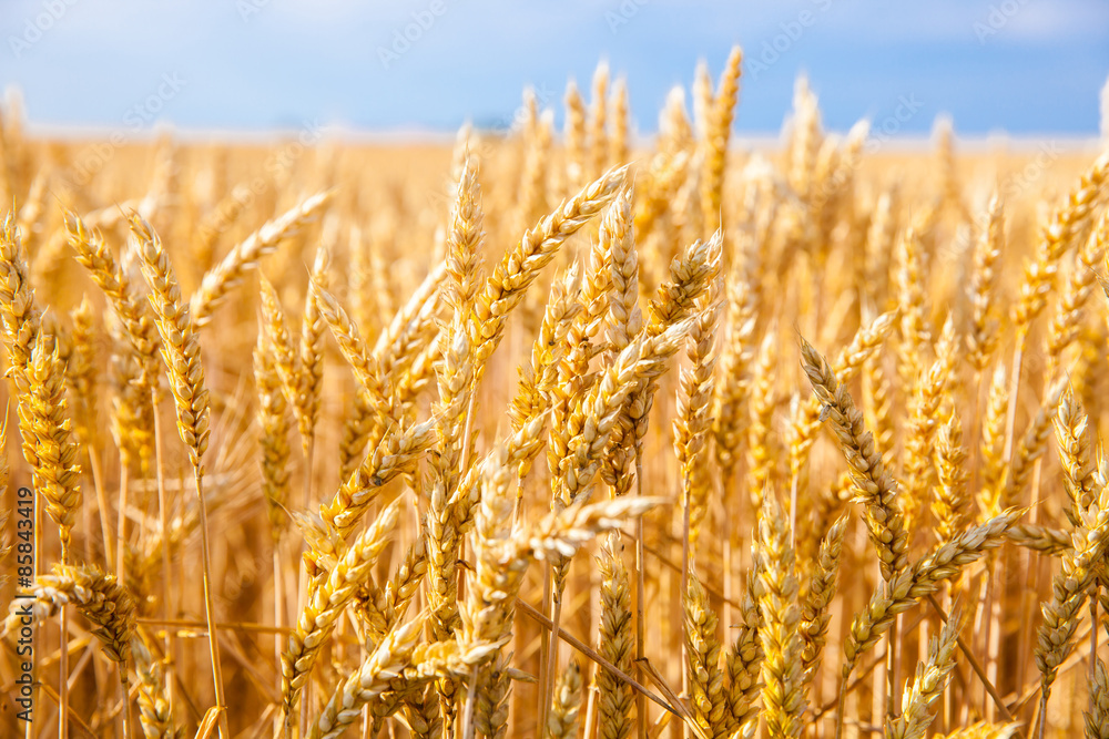 Fototapeta premium wheat field
