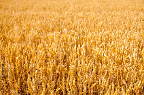 wheat field