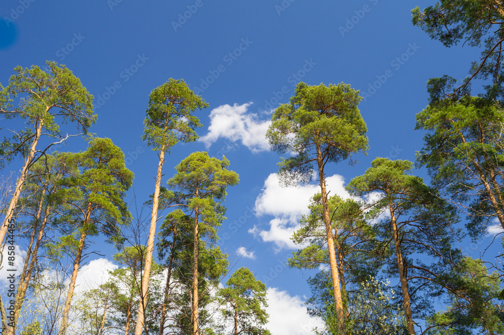 Fototapeta premium The young pine forest on sky background