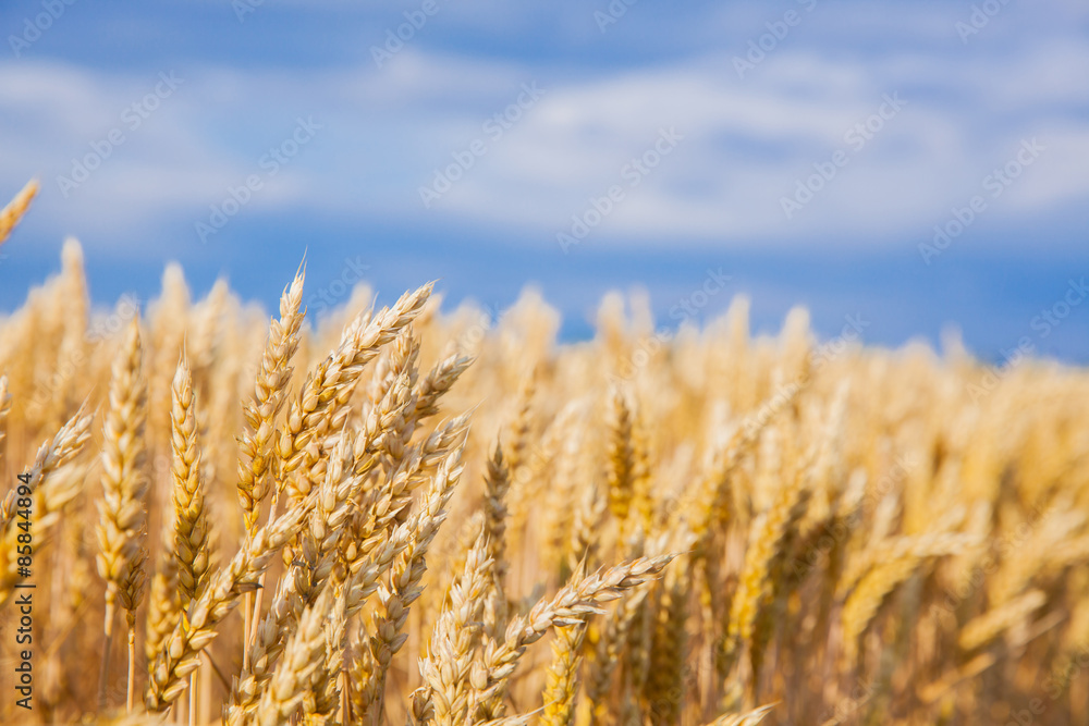 wheat field wheat field