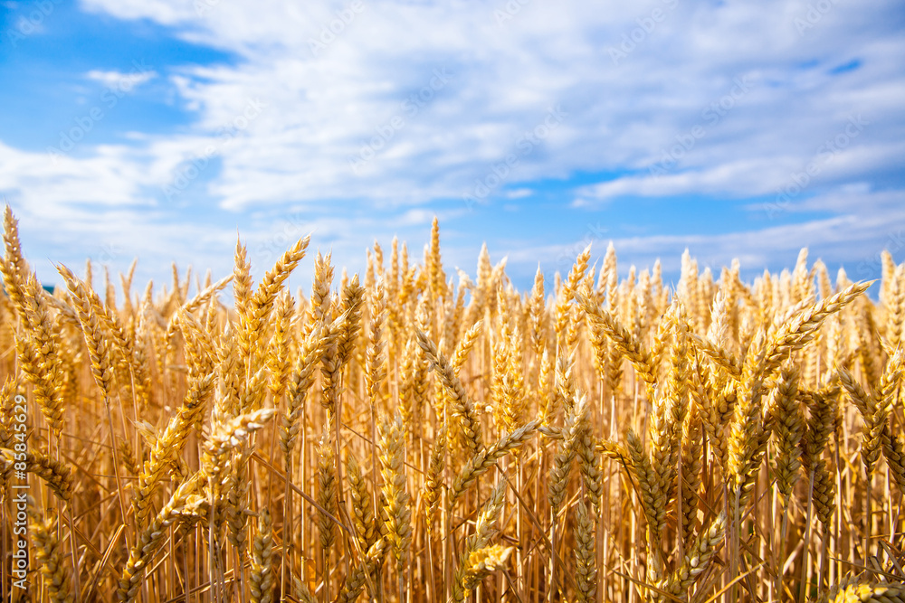 wheat field wheat field