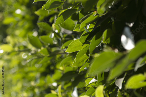 Green Leaves