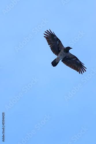 High up flying black and gray crow with large wings 