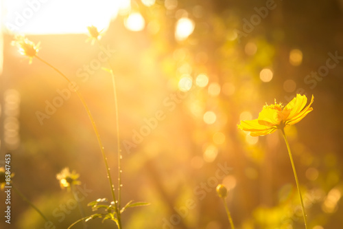 Light golden yellow flowers.       © jojokrap