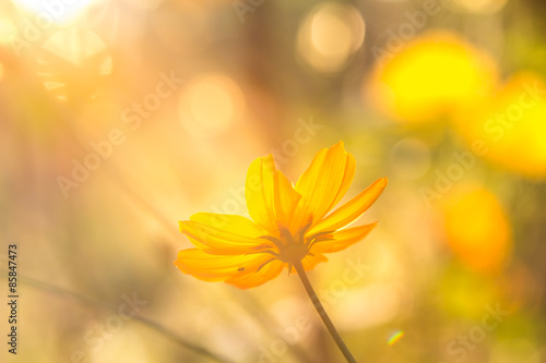 Light golden yellow flowers. 