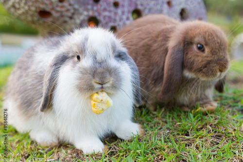 Cute holland lop rabbits in the garden 