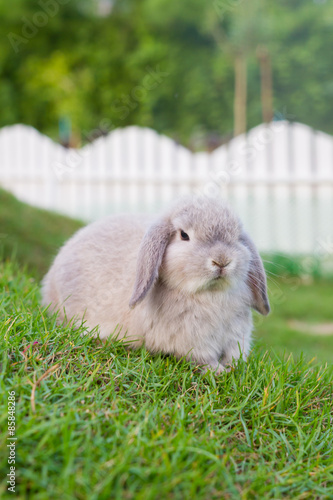 Cute holland lop rabbit in the garden 