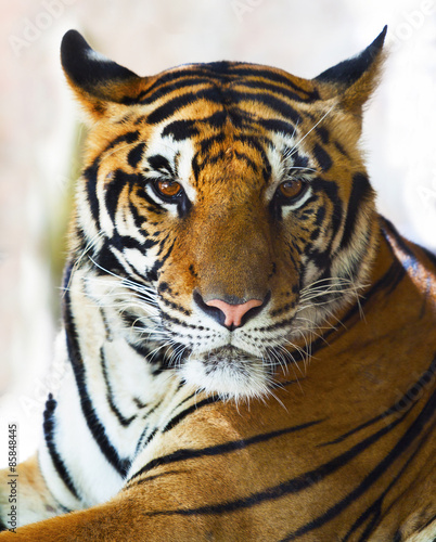 Fototapeta Naklejka Na Ścianę i Meble -  close up face of indo chinese tiger face