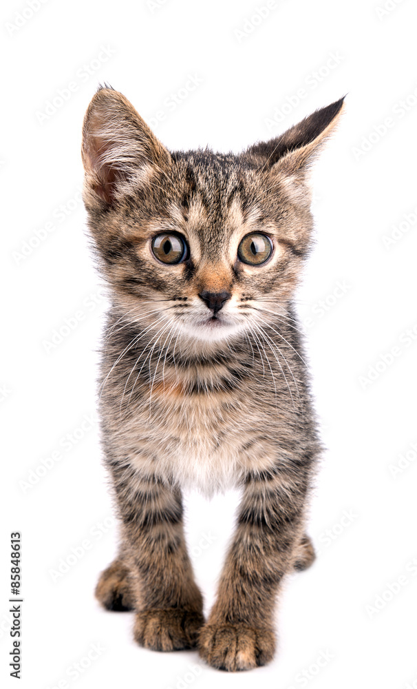 Small gray kitten look at camera isolated on white background Small gray kitten look at camera isolated on white background