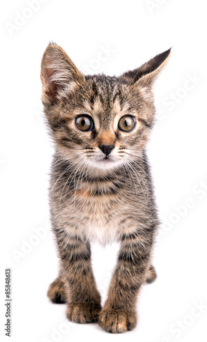 Small gray kitten look at camera isolated on white background