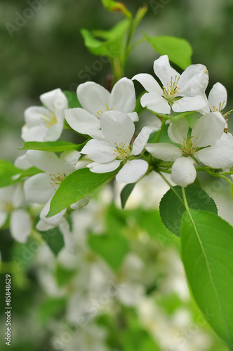 Bluring white apple flowers in spring time with green leaves