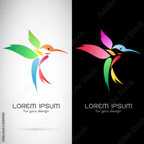 Vector image of an hummingbird design on white background and bl