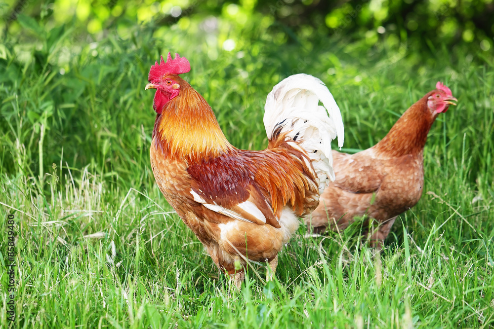 Fototapeta premium Red Rooster