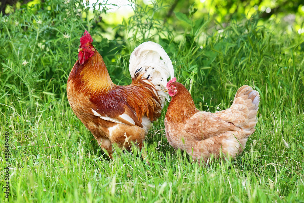 Fototapeta premium Red Rooster