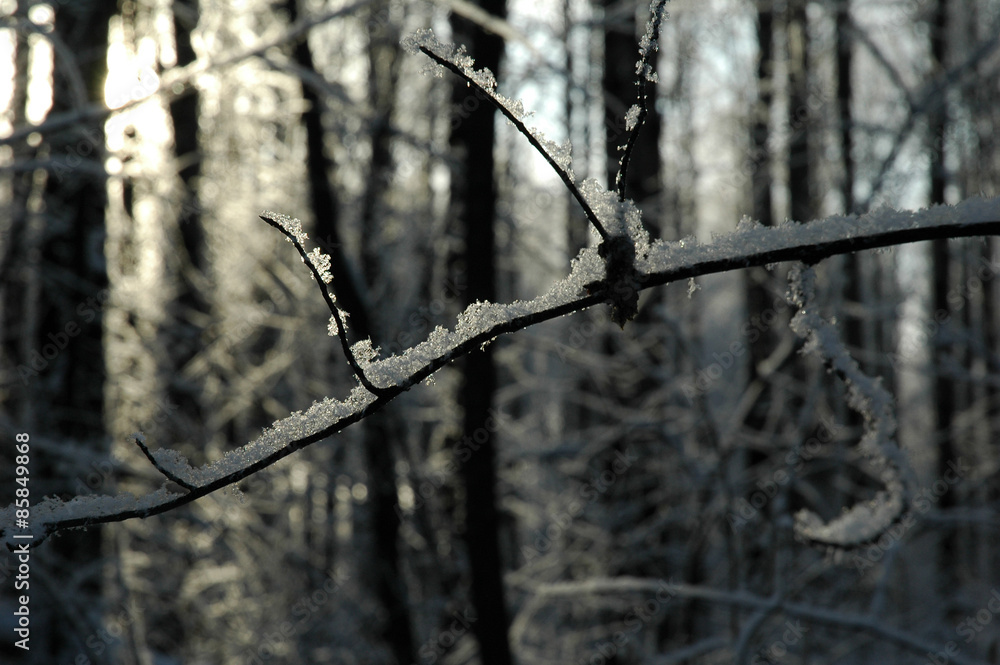 hoar on branch, Siberia Russia, winter hoar on branch, Siberia Russia, winter