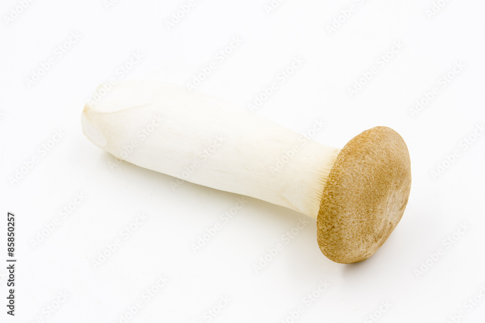 King oyster mushroom or eryngii mushroom King oyster mushroom or eryngii mushroom