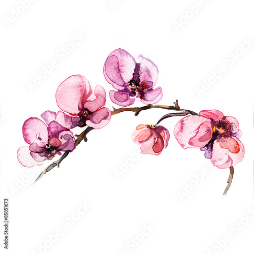 the watercolor flowers orchid isolated on the white background
