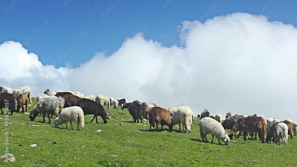 Herd of sheep grazing in the mountains Herd of sheep grazing in the mountains