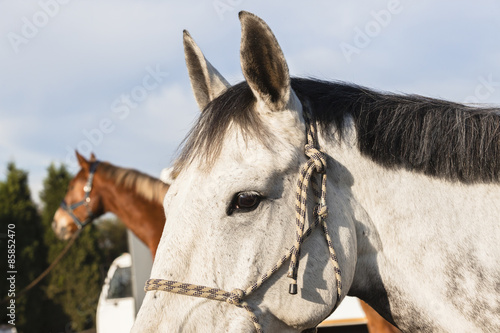 Horses Head